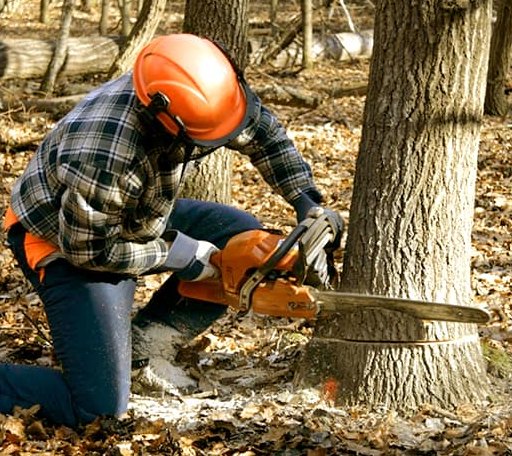 Tree Removal in Fultonham, OH